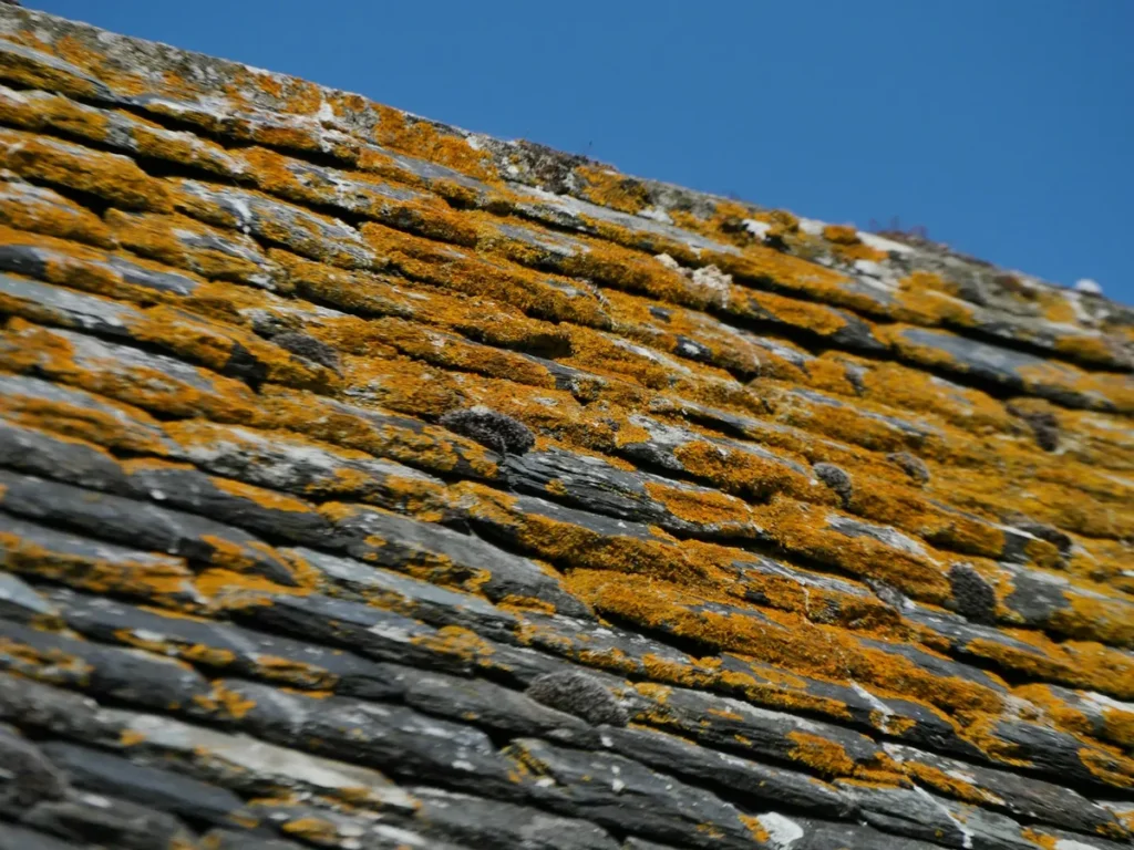 Mousse et lichen sur une toiture en ardoise